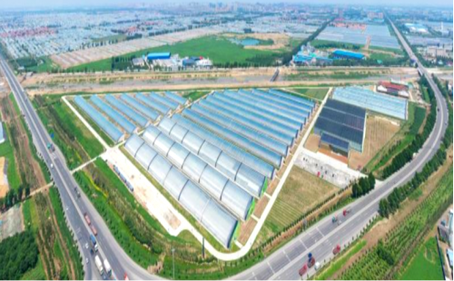 中國(guó)500強(qiáng)建設(shè)銀行蔬菜小鎮(zhèn)、番茄小鎮(zhèn)